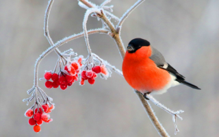 Снегирь на ветке калины
