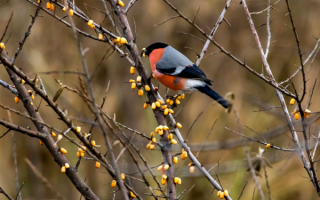 Снегирь на ветке облепихи