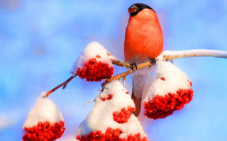 Снегирь на ветке рябины