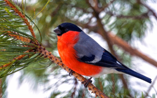 Снегирь на ветке сосны