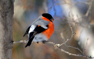 Снегирь на ветке