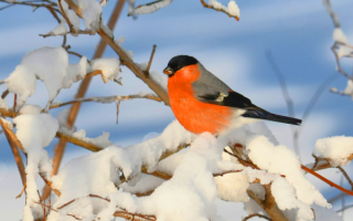 Снегирь на зимних ветках