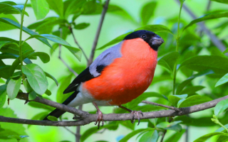 Снегирь на зеленой ветке