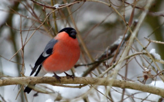 Снегирь на зимней ветке