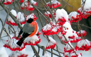 Снегирь на зимней рябине