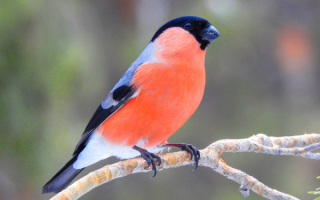 Снегирь сидит на ветке