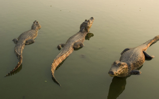 Крокодилы в воде