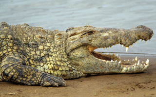 Крокодил на берегу реки
