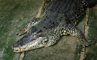 Крокодил на земле