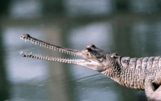 Крокодил с длинной челюстью