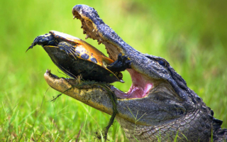 Крокодил поймал черепаху