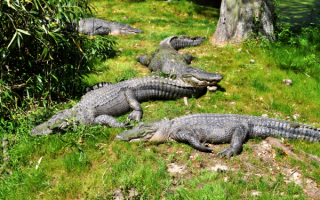 Крокодилы греются на солнышке