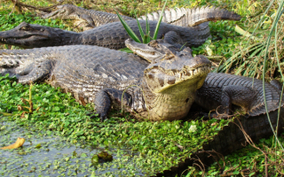 Крокодилы на болоте