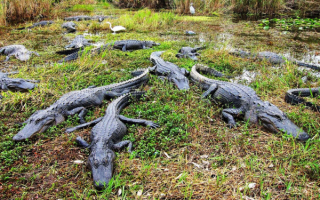 Аллигаторы на болоте