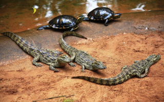 Крокодилы и черепахи