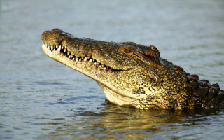 Нильский крокодил в воде