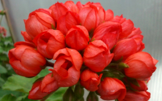 Красная тюльпановидная пеларгония