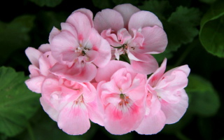 Нежно розовая пеларгония
