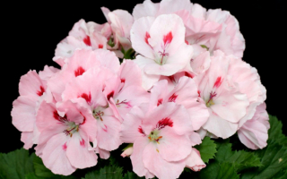Пеларгония бледно-розовая