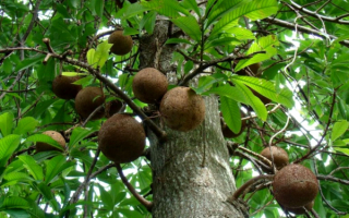 Бразильские орехи на дереве