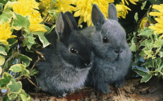 Кролики спрятались