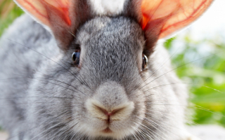 Ушастый кролик