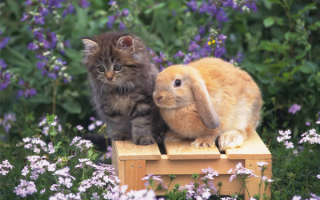 Кролик с котенком