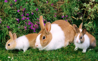 Крольчиха и крольчата