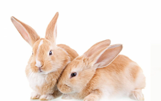 Два рыжих кролика