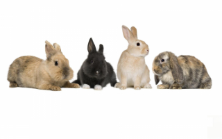 Четыре кролика