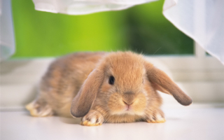 Маленький кролик
