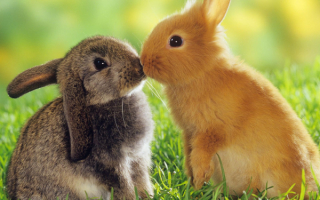 Два кролика