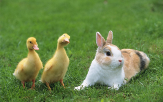 Кролик и утята