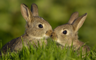 Два серых кролика