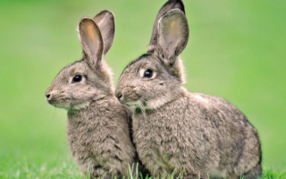 Серые кролики