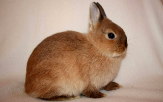 Карликовый кролик