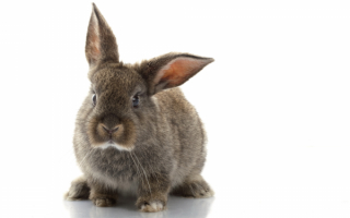 Кролик серый