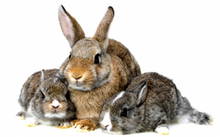 Крольчиха с двумя крольчатами