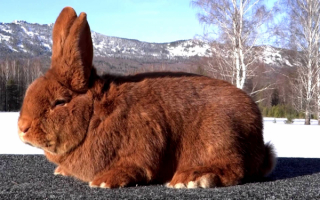 Новозеландский красный кролик