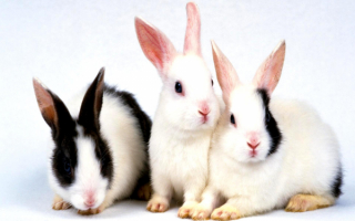 Три крольчонка