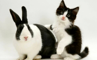 Черно-белый кролик и черно-белый котенок