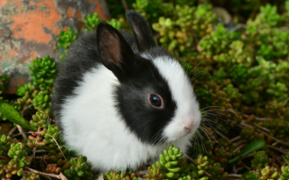 Черно-белый крольчонок