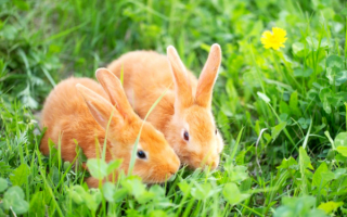 Рыжие кролики в зеленой траве