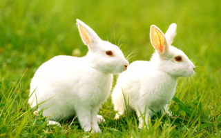 Белые кролики на зеленой траве