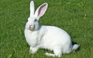 Большой белый кролик