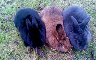 Венские кролики