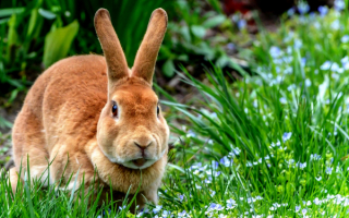 Кролик на весенней поляне