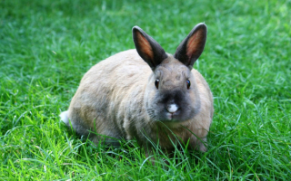 Кролик на зеленой траве