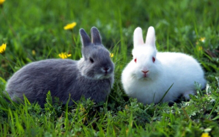 Кролики на траве