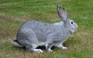 Серый кролик на поляне
